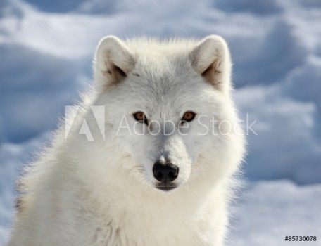 Picture of Portrait du loup arctique